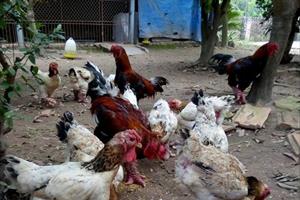 Bảo tồn giống gà quý trong điều kiện giá thức ăn tăng cao, dịch bệnh diễn biến phức tạp
