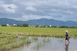 Phú Yên vào mùa nuôi vịt chạy đồng