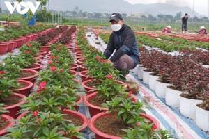 Người trồng hoa ở Đà Nẵng thấp thỏm vụ hoa Tết