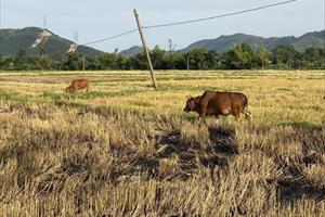 Thời tiết cực đoan, năng suất lúa ở Quảng Nam, Đà Nẵng đạt thấp