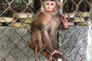 Vườn Quốc gia Vũ Quang tiếp nhận cá thể Khỉ đuôi lợn quý hiếm
