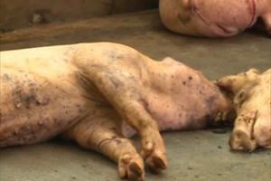 Tin ĐBSCL: Nhiều tỉnh xuất hiện dịch tả lợn châu Phi