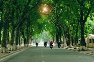Hà Nội: Thay thế cây xanh sao không trồng những cây bản địa?