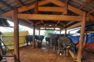 Hơn 1.000 con gia súc ở Sơn La bị chết do rét đậm