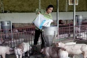 Áp lực chênh lệch giá lợn, người nuôi đối mặt nhiều khó khăn