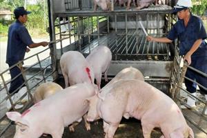 Tin NN: Giá thịt lợn lùi dần xuống dưới 70.000 đồng/kg, hộ chăn nuôi nhỏ lẻ lo lắng