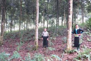 Trấn Yên: Đẩy mạnh trồng rừng kinh tế