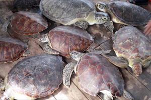 Khẩn trương bảo tồn và phục hồi các loại rùa biển