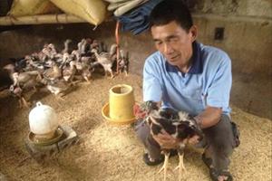 Điện Biên: Đa dạng hóa cơ cấu vật nuôi từ mô hình nuôi gà lai Đông Tảo