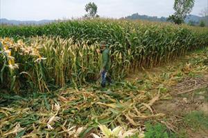 Ngô mất mùa, mất giá: Nông dân Tây Nguyên “méo mặt”