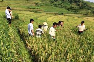Lai Châu, liên kết sản xuất giống lúa đặc sản