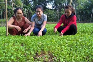 Trồng rau theo phương pháp canh tác tự nhiên ở Quảng Trị: Mô hình cần nhân rộng