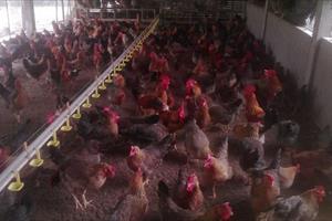 Hiệu quả mô hình sản xuất giống gà thịt theo hướng chế biến ở Bắc Giang