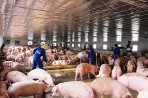 Để không có thêm cuộc giải cứu lợn: Sản xuất theo tín hiệu thị trường