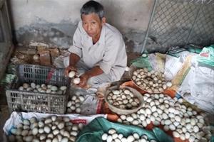 Vụ lòng đỏ trứng vịt chuyển màu ở Vĩnh Bảo: Cần phân tích lại mẫu cám của Công ty TNHH TONGWEI Hải Dương
