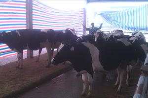Hà Nam: Chương trình bò sữa đẩy người dân vào vòng xoáy nợ nần?