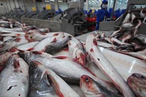 Mỹ thắt chặt nhập khẩu cá ba sa và cá tra Việt Nam