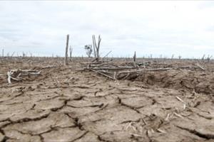 Khoảng 60 triệu người trên khắp thế giới chịu ảnh hưởng của El Nino