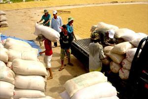 Cần Thơ: Không đề xuất tạm trữ lúa do giá tăng cao