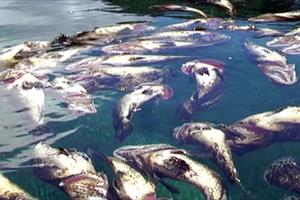 Cá chết trong lồng bè ở đảo Phú Quý là do thời tiết bất lợi