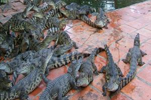 Chăn nuôi ồ ạt, hơn 5.000 con cá sấu không có đầu ra