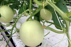 Vingroup ra mắt sản phẩm trái cây nhà kính đầu tiên