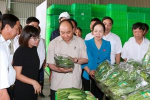 Thủ tướng thăm Dự án đầu tư Nông nghiệp ứng dụng công nghệ cao VinEco - Hải Phòng