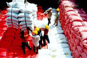 Doanh nghiệp đầu mối xuất khẩu gạo phải có vùng nguyên liệu