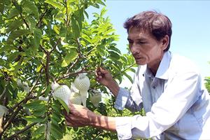 Tây Ninh thu hút đầu tư vào nông nghiệp công nghệ cao