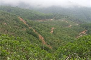 Sơn Động (Bắc Giang): Nóng chuyện phá rừng,  chuyển nhượng đất trái phép