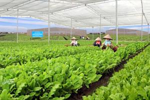 Việt Nam lỡ nhiều cơ hội xuất khẩu lớn vì mất an toàn thực phẩm