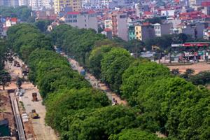 Bí thư Hà Nội: Nếu bắt buộc thì phải di dời 1.300 cây xanh