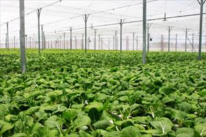 Diễn đàn “Chính sách hỗ trợ phát triển nông nghiệp sạch ứng dụng công nghệ cao”