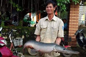 Thanh Hóa: Đánh cá trong nước lũ, bắt được cá sấu hỏa tiễn 
