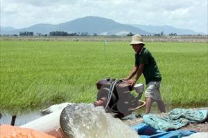 Giá lúa gạo trong nước tiếp tục xu hướng tăng nhờ xuất khẩu
