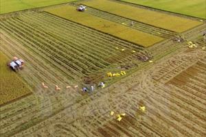 Báo Argentina: Nông nghiệp Việt Nam sẽ được hưởng lợi từ TPP