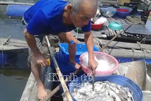 Cá chết trên sông Bưởi: Nhà máy đền bù 1,4 tỷ đồng