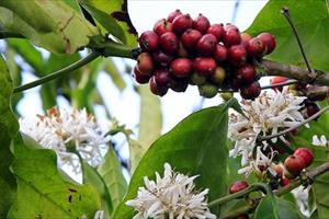 8.000 ha cà phê ra hoa trái vụ khiến người dân lo lắng