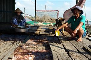 Người nuôi cá bè “ngồi trên đống lửa” vì giá giảm