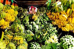Bộ Nông nghiệp lập cục mới mong “giải cứu” nông sản Việt