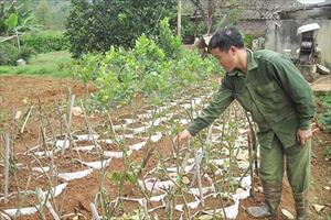 Chiềng Ban: Quy hoạch lại vườn để xoá nghèo làm giàu