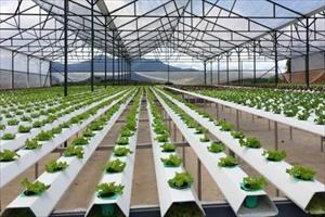 Hà Nam: Mô hình nông nghiệp công nghệ cao được xem xét hỗ trợ