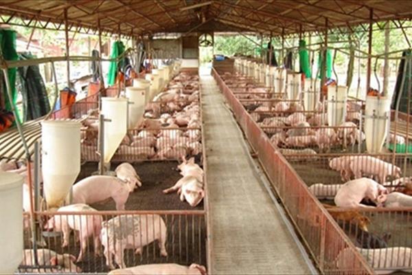 TP. Hồ Chí Minh: Tổng đàn chăn nuôi trong tháng 4 có xu hướng giảm