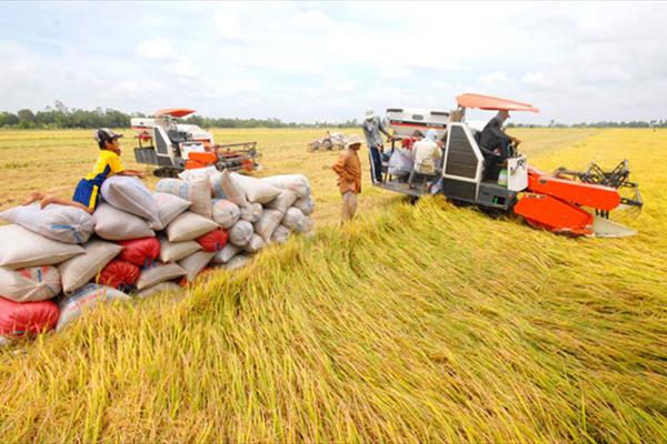 Gạo Việt ngày càng có giá trị cao và chiếm lĩnh các thị trường trọng điểm
