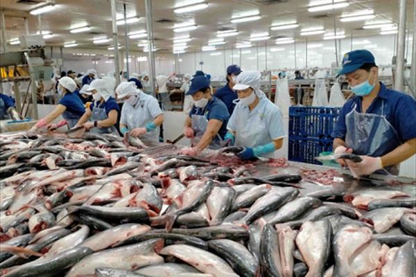 Tháng 9, xuất khẩu cá tra sang Trung Quốc đạt 153 triệu USD