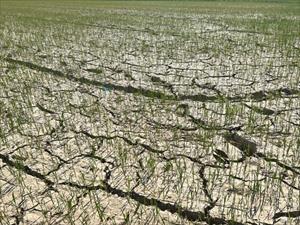 Tây Nguyên khô hạn, chính quyền cùng người dân nỗ lực tìm giải pháp cứu cây trồng