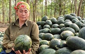Giá dưa hấu tăng gấp đôi, nông dân Quảng Bình phấn khởi