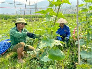 Lai Châu tận dụng tiềm năng phát triển nông nghiệp, nâng cao đời sống nông dân