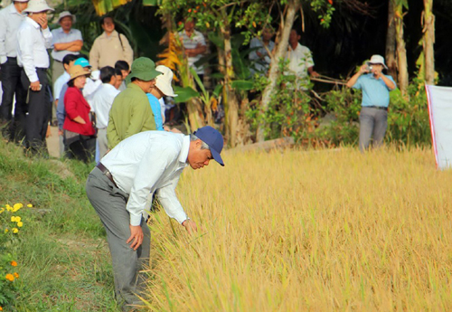 Nông dân Mỹ Lộc phấn khởi với mô hình lúa hữu cơ