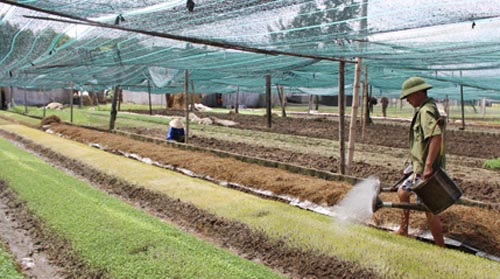 Mở rộng sản xuất rau an toàn ở Nghệ An: Còn nhiều bất cập